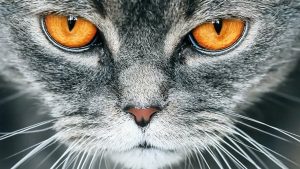 هل القطط تنقل أمراضا للبشر.. دراسة جديدة تفجر مفاجأة