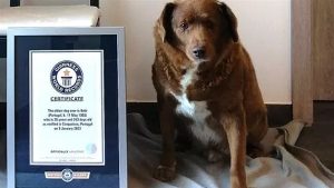 بعد وفاة أكبر كلب في العالم.. كيف يطول عمر حيوانك الأليف؟