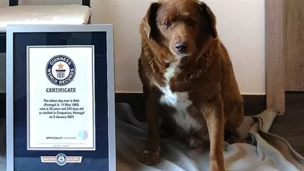 بعد وفاة أكبر كلب في العالم.. كيف يطول عمر حيوانك الأليف؟