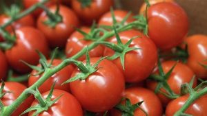 الطماطم نزلت 10 جنيه .. مفاجأة كبرى من الفلاحين| وهذه أسباب التراجع