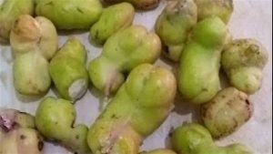 بلح الشيشلان يعالج قرحة المعدة وينمو بصحراء الواحات بالوادي الجديد