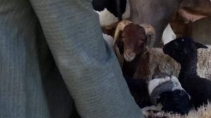 بيطرى أسوان: تحصين 4170 حيوان لدى2841 مستفيد بالقافلة العلاجية البيطرية الإرشادية