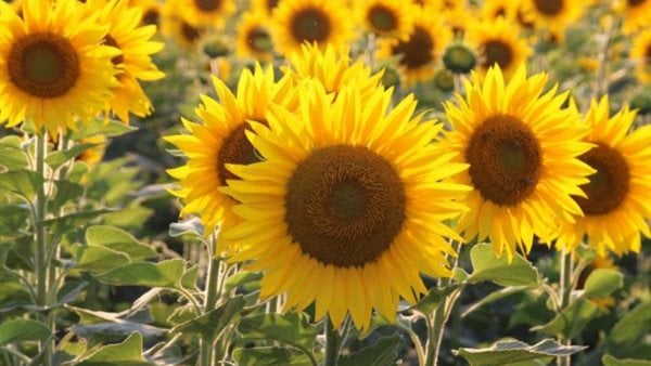 دوار الشمس الدرني.. نبات مفيد لمرضى السكري