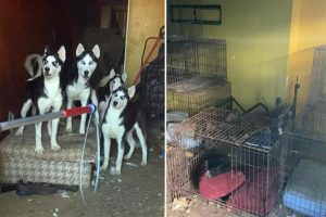 تم العثور على العشرات من كلاب الهاسكي داخل منزل مهجور في فيلادلفيا غير صالح للعيش