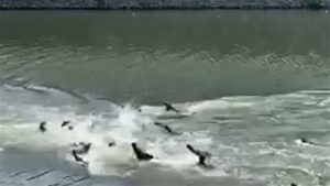 حتى الحيوانات.. صراع عنيف بين ثعابين البحر وسط المياه بسنغافورة.. فيديو