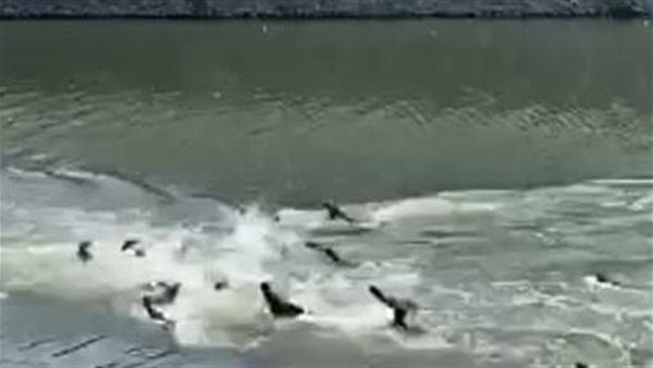 حتى الحيوانات.. صراع عنيف بين ثعابين البحر وسط المياه بسنغافورة.. فيديو