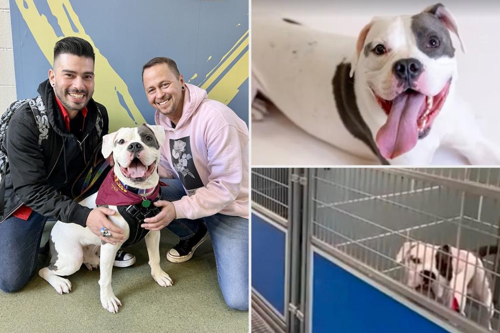 مقلد إلفيس السابق يتبنى إلفيس الكلب الذي لم يكن أحد يريده