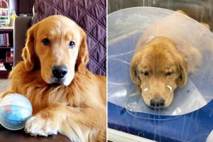 المضاد الحيوي “الملاذ الأخير” ينقذ كلب العائلة من مرض غامض مميت