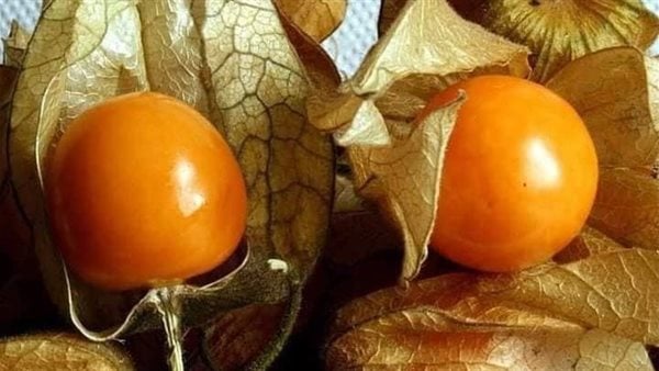 ماذا يحدث لجسمك عند تناول الحرنكش؟