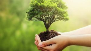 ما هي الشجرة التي قال عنها الرسول أكثروا من الطعام منها؟.. اعرفها