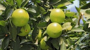 دعم صحة القلب.. فوائد البرتقال الأخضر
