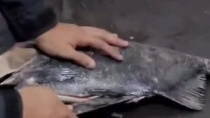 السجن 7 سنوات لديلر الحشيش في مدينة نصر و100 ألف جنيه غرامة