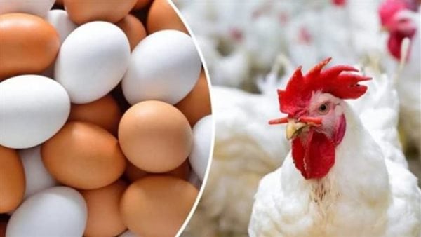 سعر الفراخ البيضاء يتراجع في الأسواق اليوم.. والبيض يستقر