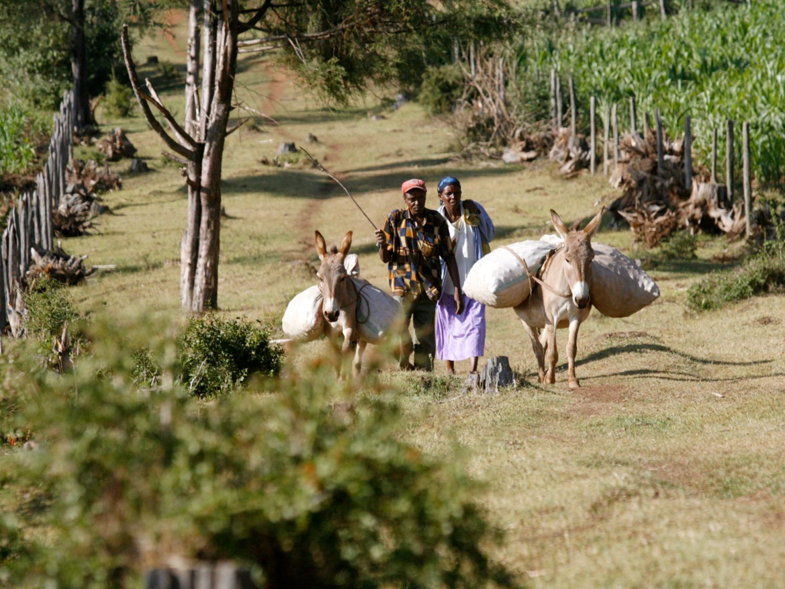 شعب الأوجيك في كينيا يكافح ضد الإخلاء من غابة ماو