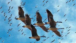 بمظهر فريد وأسلوب تربية رائع.. شاهد الغراب الفائز بلقب «طائر القرن»