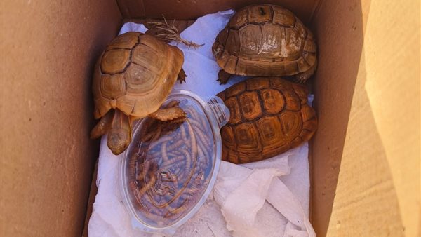 ضبط أحد تجار ومروجي الحيوانات والطيور البرية عبر مواقع التواصل الاجتماعي