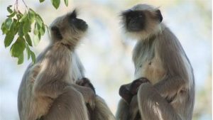 عصابة من القرود تقـ تل صبيا ببشاعة في الهند | تفاصيل