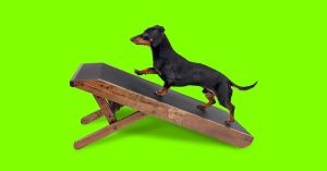 مراجعة: DoggoRamp Couch Ramp