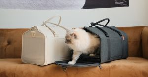 مراجعة: حاملة القطط تافت آند باو بورتو