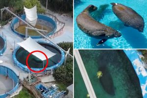 دعا خراف البحر إلى إطلاق سراح “روميو وجولييت” من Miami Seaquarium بعد احتجاجات الناشطين