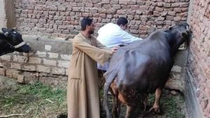 تحصين 150 ألف رأس ماشية ضد مرض الحمى القلاعية والوادي المتصدع بالمنيا