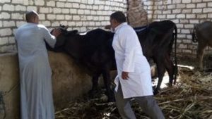 بيطري الغربية: تحصين 208 آلاف رأس ماشية ضد الحمى القلاعية والوادي المتصدع