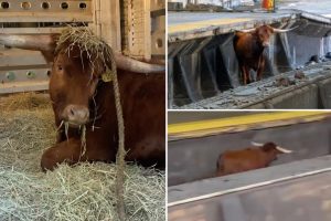 الثور ريكاردو يستيقظ في محمية نيوجيرسي بعد الجري البري على مسارات القطارات: “أنت آمن الآن”