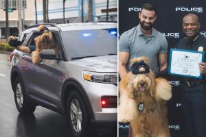 ينضم برودي، Goldendoodle الشهير على الإنترنت، إلى وحدة K-9 التابعة لقسم شرطة ميامي