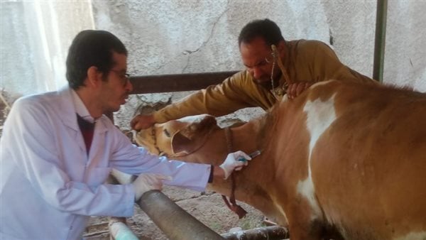 بيطري الغربية: تحصين 231 ألف رأس ماشية ضد الحمى القلاعية والوادي المتصدع