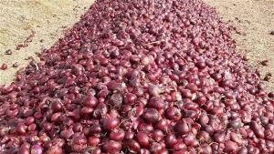 السر في “مفارش القش”| لهذه الأسباب أزمة أسعار البصل انتهت.. وهذا ما حدث