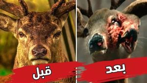 كارثة قد تنتشر بين البشر قريبا| “زومبي الغزلان” عدوى ترعب العلماء بعد جنون البقر.. “القصة كاملة”