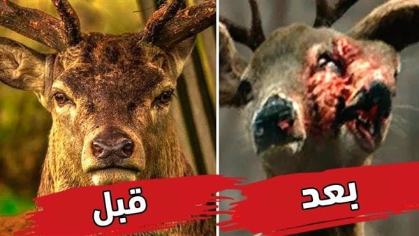 كارثة قد تنتشر بين البشر قريبا| “زومبي الغزلان” عدوى ترعب العلماء بعد جنون البقر.. “القصة كاملة”