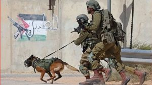 كلاب الجيش الإسرائيلي تواجه انتقادات بسبب الهجوم على غزة