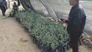 إهداء 5 آلاف شتلة زيتون للمزارعين بمدينة العريش