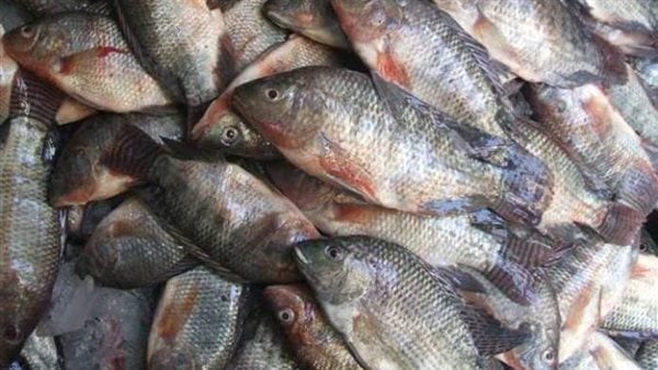 جهاز تنمية الثروة السمكية: مصر في المركز الثاني عالميا في إنتاج البلطي