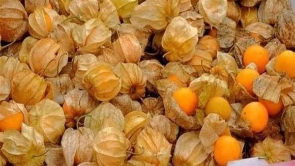 فوائد مذهلة لتناول الحرنكش| تعرف عليها