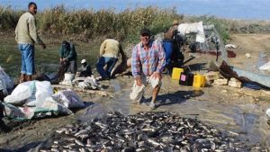 «الأهرام»: اهتمام الدولة بتطوير البحيرات يزيد قدرة مصر على الاستفادة من ثروتها السمكية