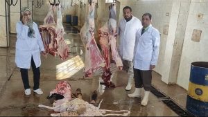 إعدام عجل بقرى يزن 500 كيلو لإصابته بالصفراء في الاقصر