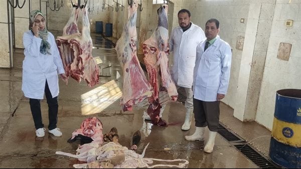 إعدام عجل بقرى يزن 500 كيلو لإصابته بالصفراء في الاقصر