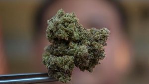 رئيس وزراء تايلاند يتحرك لحظر الماريجوانا بعد إلغاء تجريمها