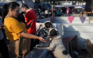 تم إنقاذ مئات الكلاب من خلال ملجأ مؤقت وسط الفيضانات الشديدة في البرازيل