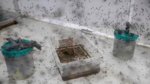 منظمة الصحة العالمية توافق على لقاح ثانٍ ضد مرض حمى الضنك الذي ينقله البعوض