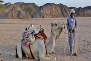 خالد الزعاق | ما هو سبب هجرة البادية الصحراء في فصل الصيف وبما اُطلق عليهم؟!