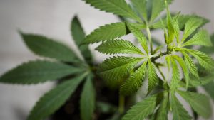 المحافظون الألمان يهددون بإلغاء تشريع القنب وسط حالة عدم اليقين بشأن الترخيص