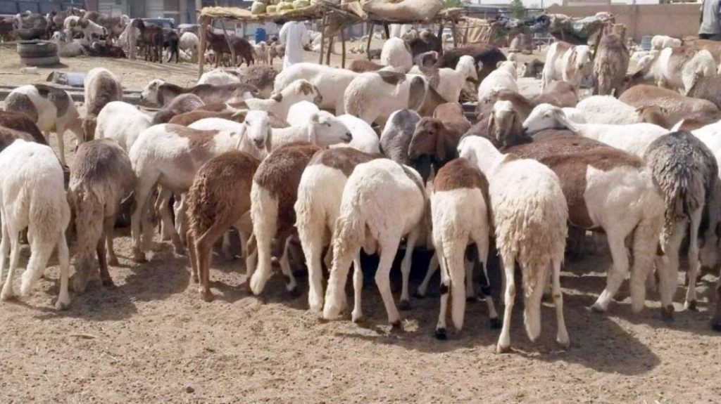 230 ألف أضحية و150 ألف طن لحوم.. “الزراعة” تعلن خطة استعداداتها للعيد