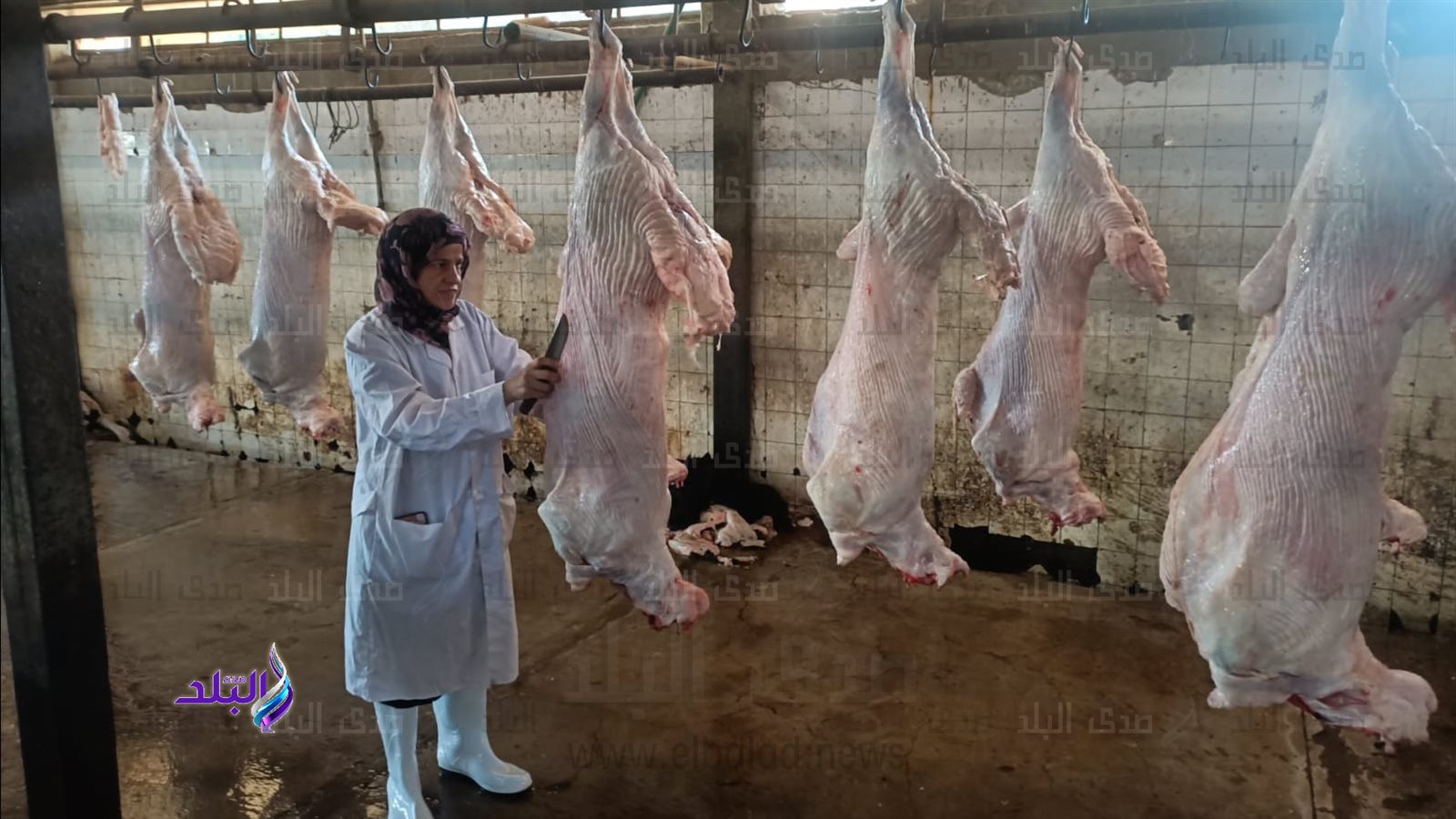 اصطحاب الجزار  شرط أساسي ..تعرف على أماكن مجازر الجيزة بعد فتحها مجاناً للمواطنين