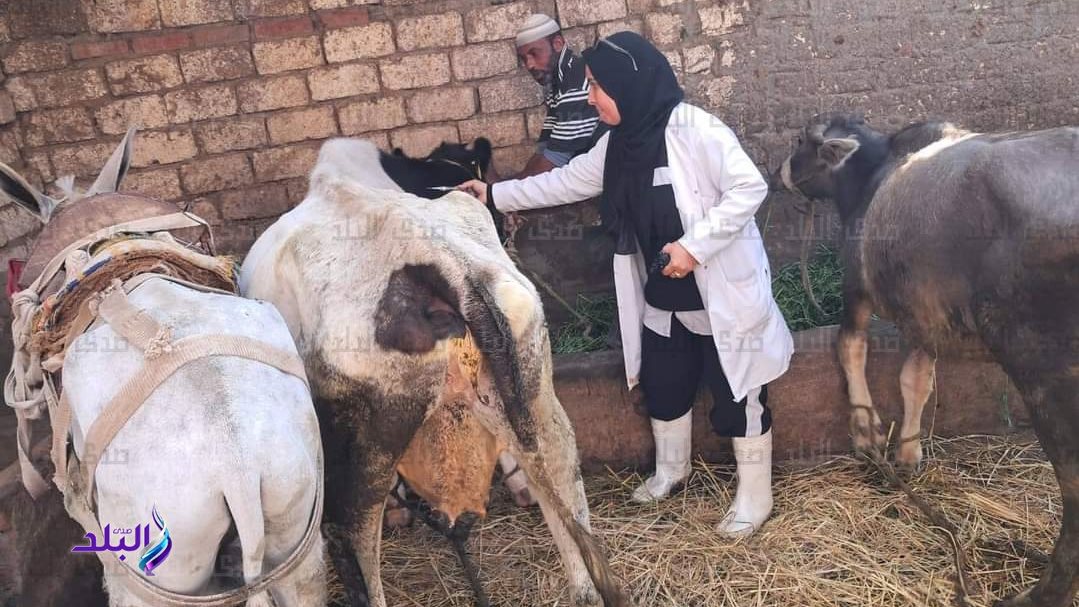 بيطري الغربية: تحصين 96 ألف رأس ماشية ضد الحمى القلاعية والوادي المتصدع