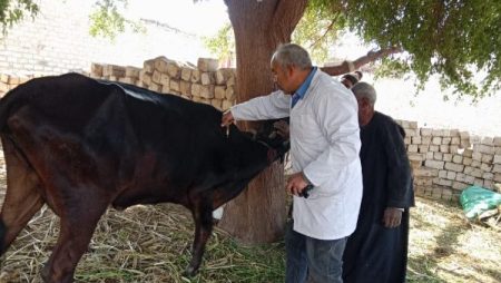 “الزراعة” تطلق الحملة القومية لتحصين الماشية ضد الحمى القلاعية والوادي المتصدع