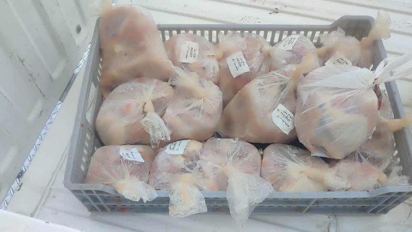 بورسعيد: ضبط 40 كيلوجرامًا من قطع الدجاج منتهية الصلاحية