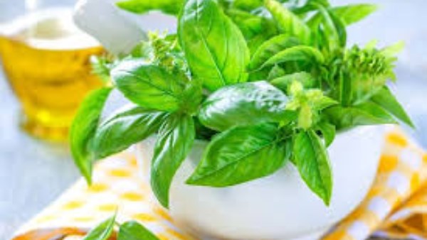 فوائد غير متوقعة لنبتة الريحان